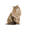 Picture of ROYAL CANIN Hairball Care Gravy