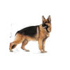 Picture of Maxi Adult Royal Canin