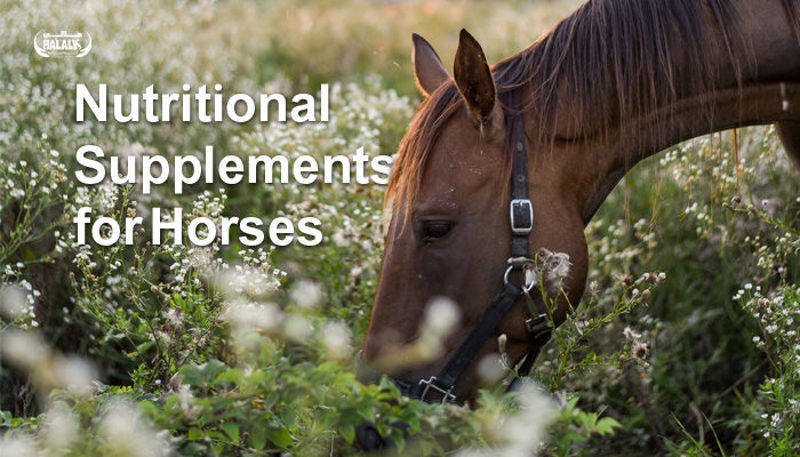 Nutritional Supplements for Horses - Questions and Answers