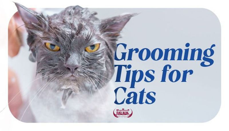 Essential Grooming Tips for Cats: A Comprehensive Guide