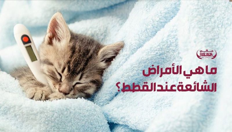 ما هي الأمراض الشائعة لدى القطط؟