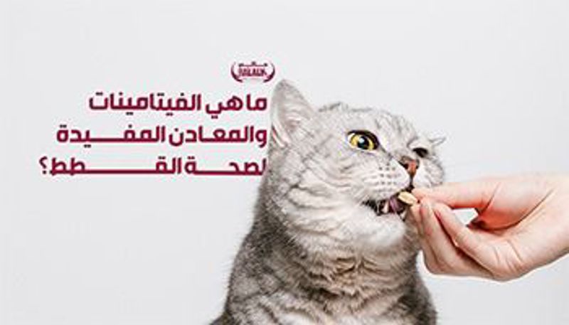 ما هي الفيتامينات والمعادن المفيدة لصحة القطط؟